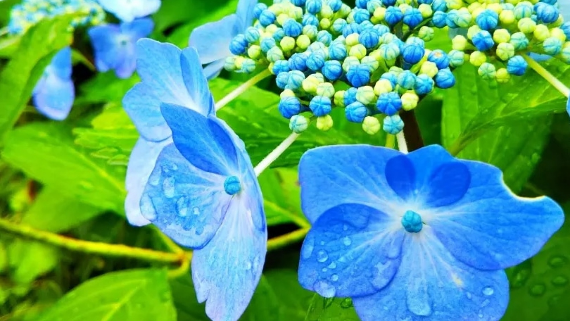 紫陽花（6月～7月頃）