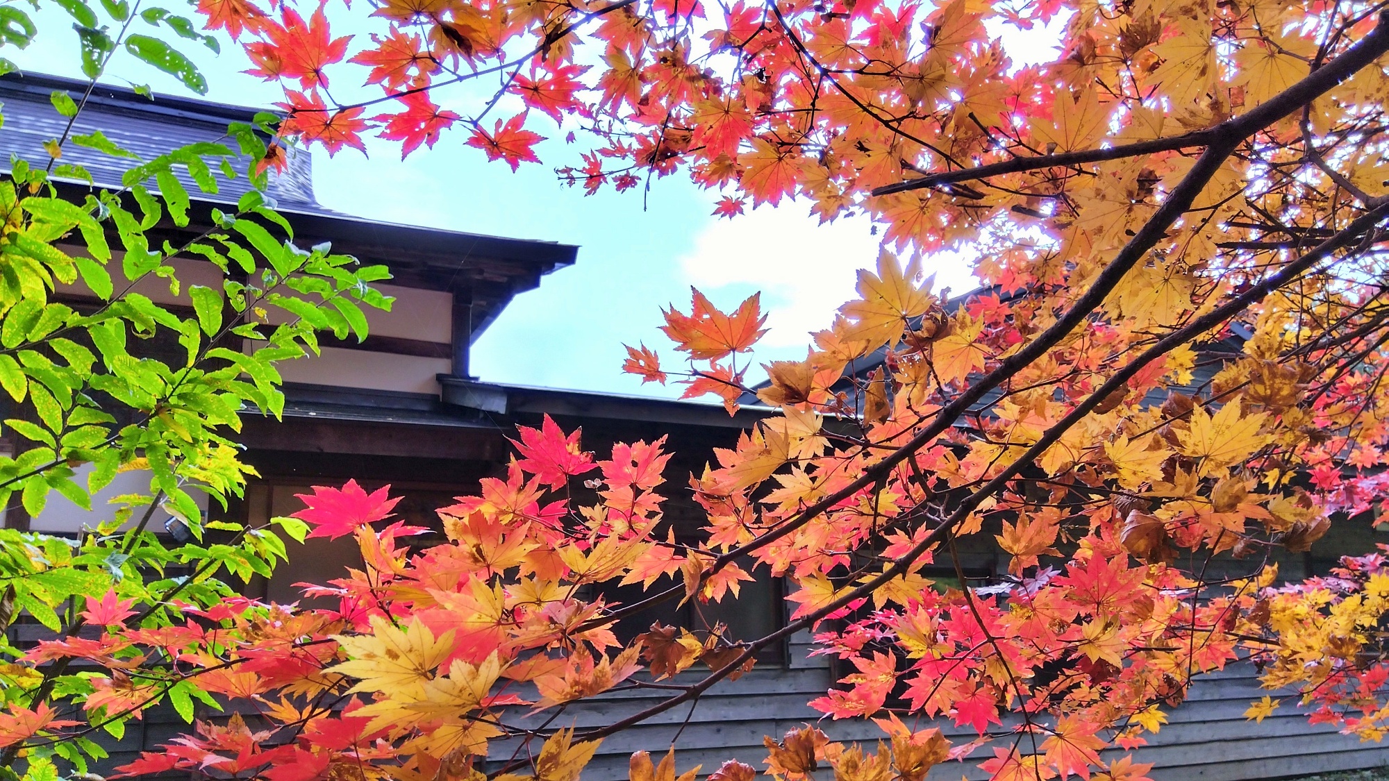 本館　庭園　秋