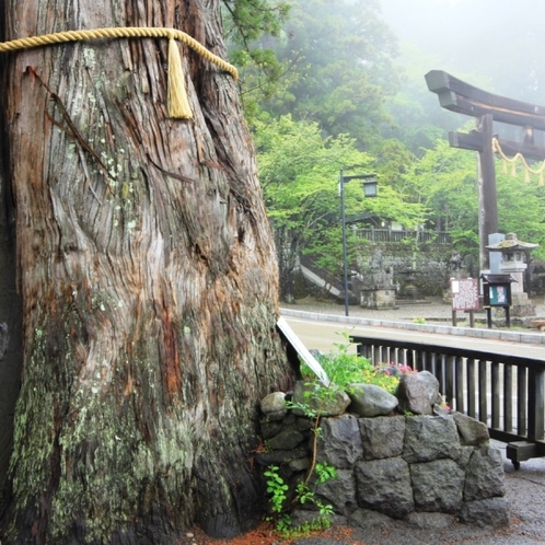 当館目の前にある戸隠神社中社の三本杉