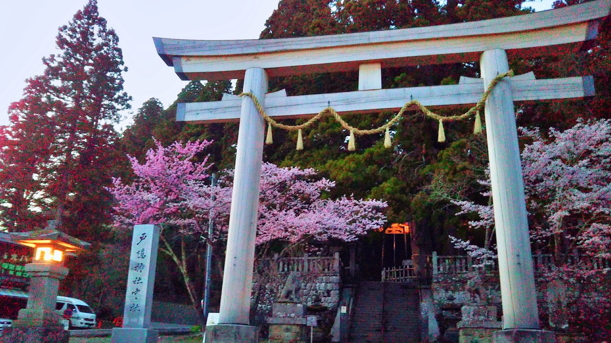 戸隠神社の宵桜