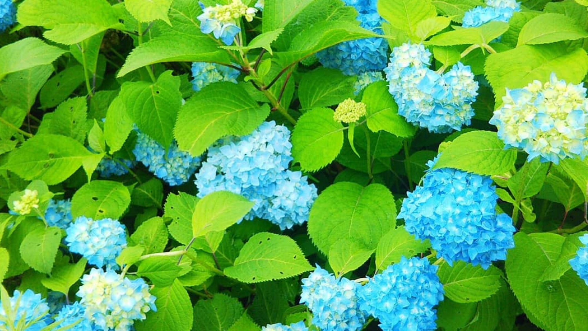 紫陽花（6月～7月頃）