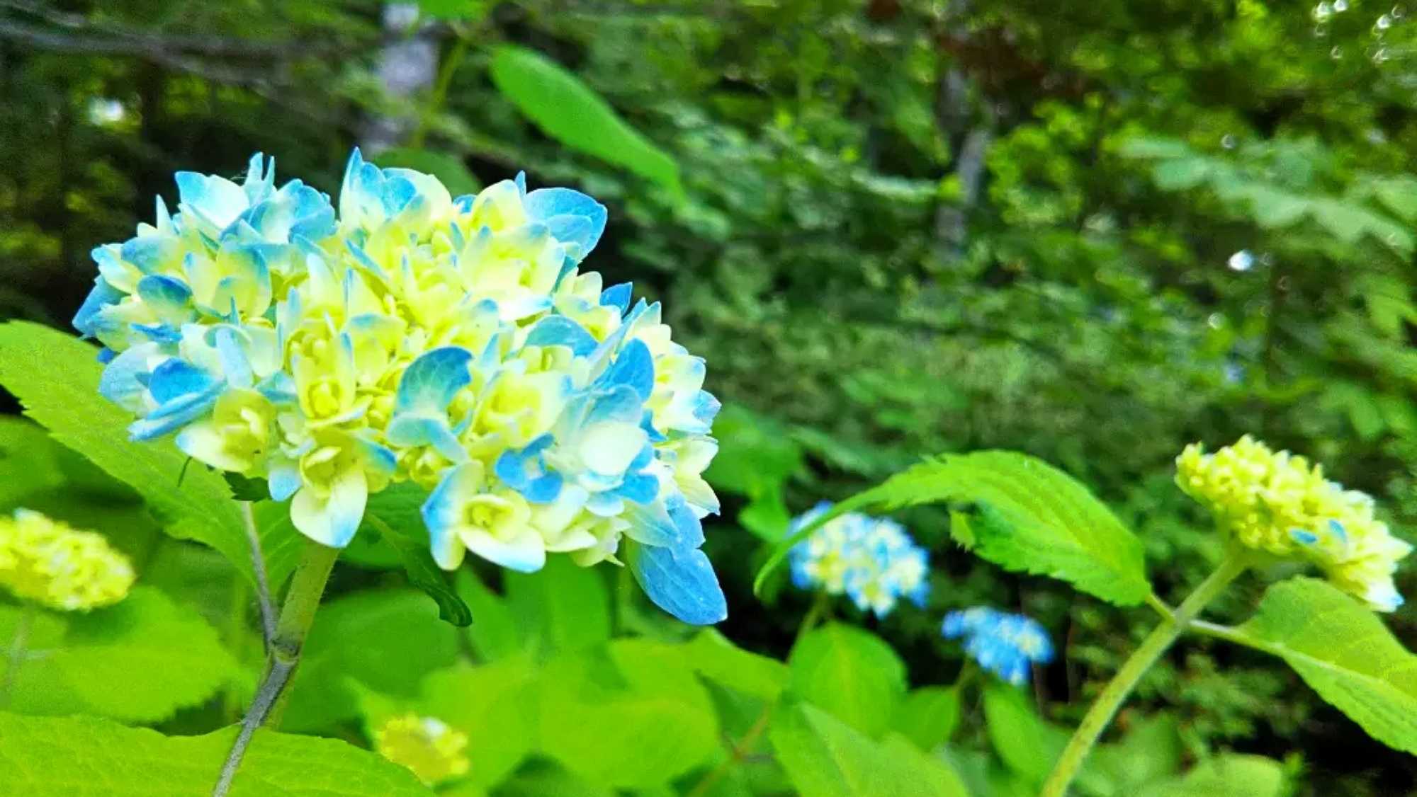 紫陽花（6月～7月頃）
