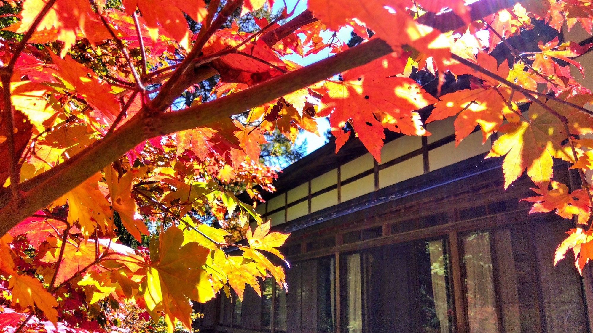 本館　縁側　秋