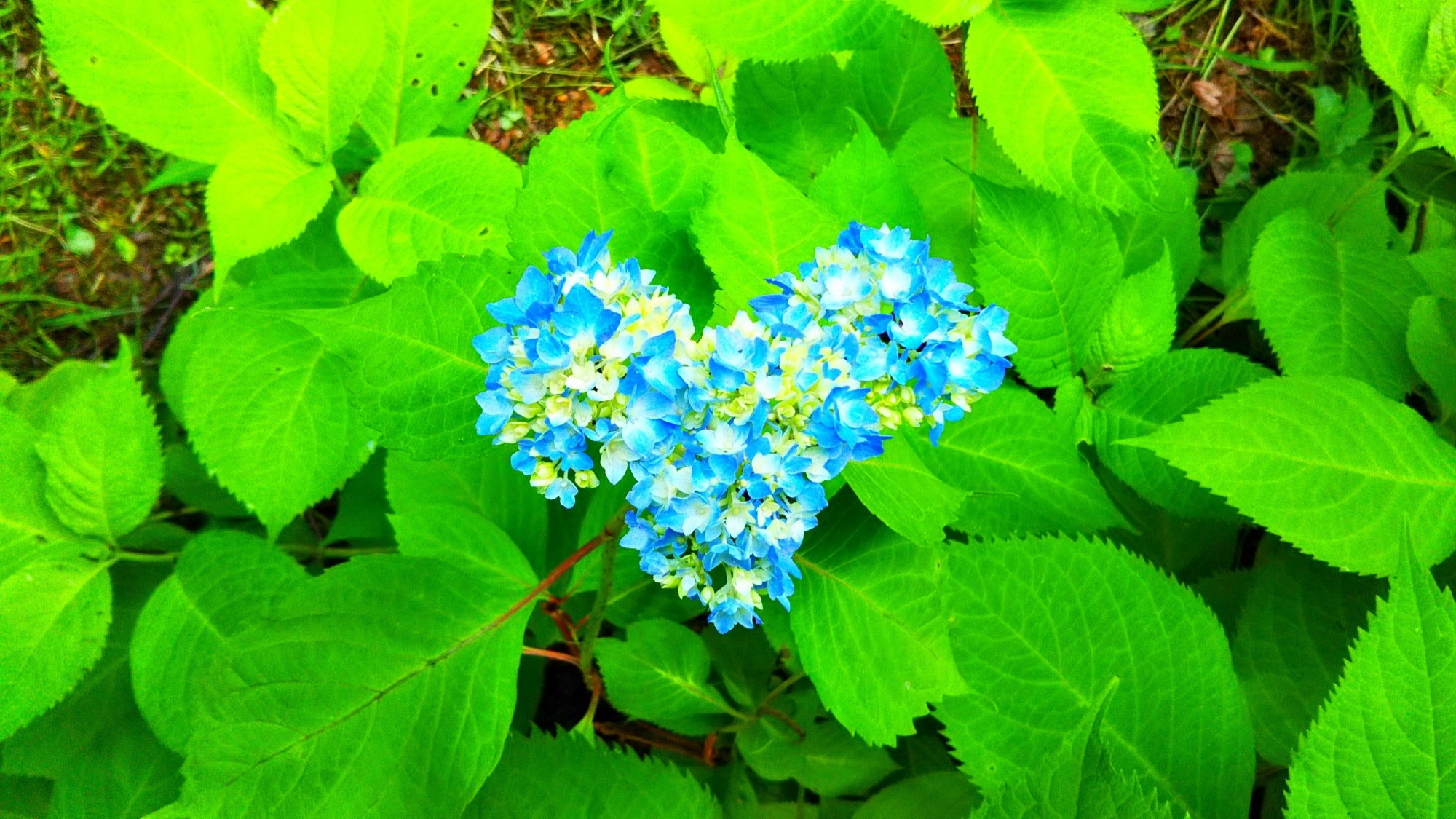 当館に咲く紫陽花は、初夏に見頃を迎えます