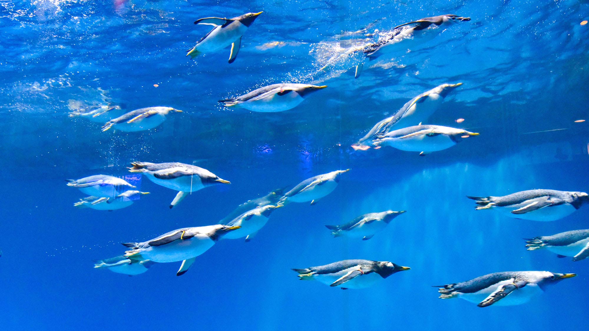 長崎ペンギン水族館