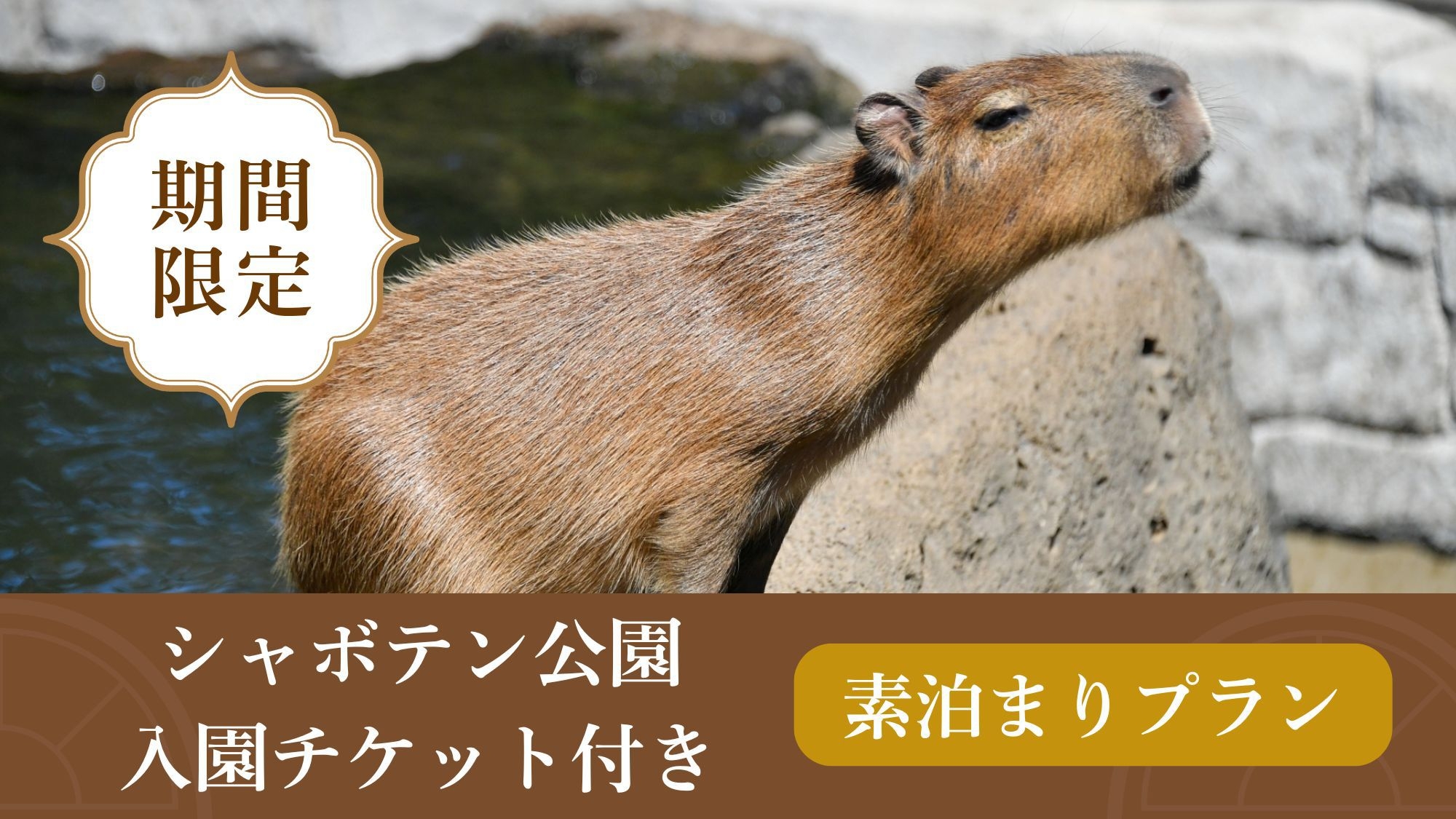 【シャボテン公園入園チケット付き】動物とのふれあいと温泉を楽しむ♪＜素泊まり＞