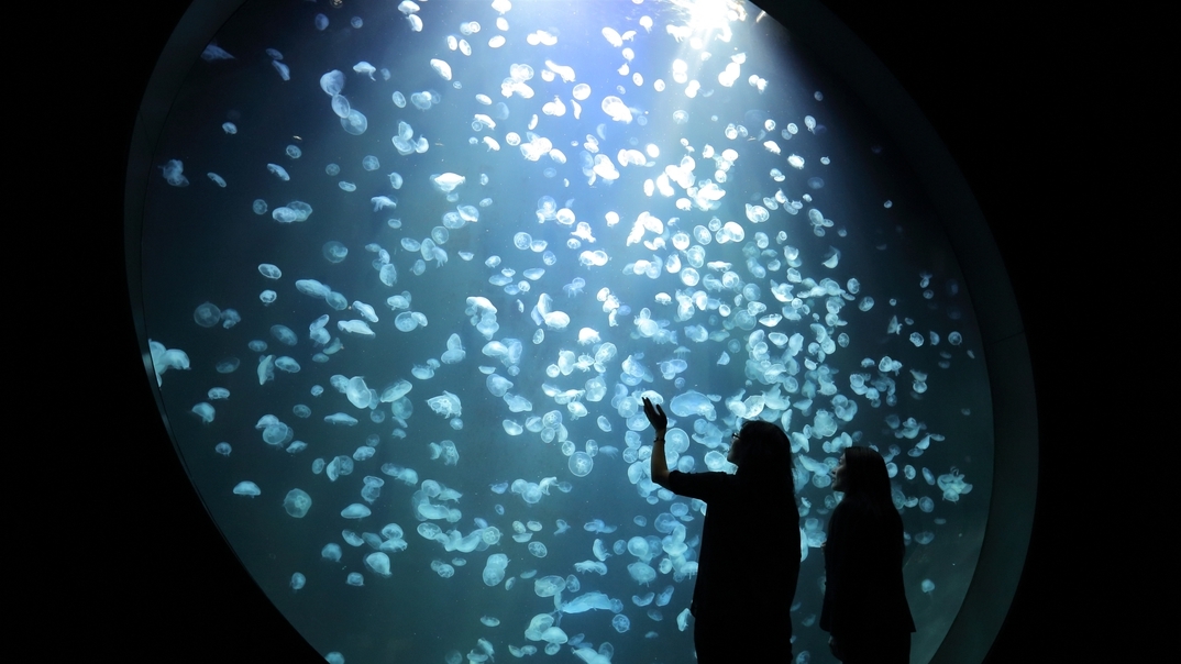 東北エプソンアクアリウムかもすい（旧：加茂水族館）リニューアル記念♪　入館券付き素泊まり