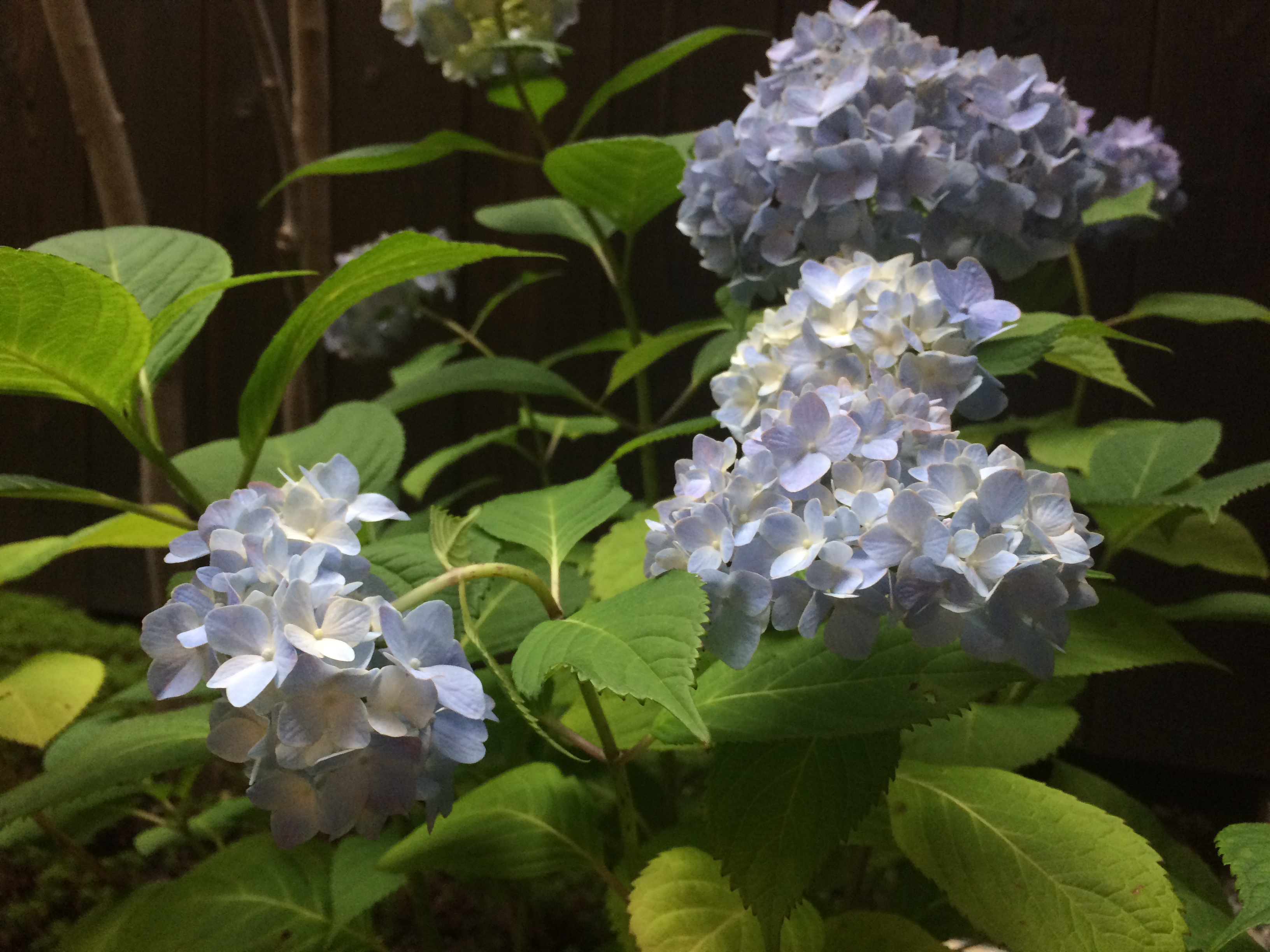 ７月は紫陽花がお庭で咲いています