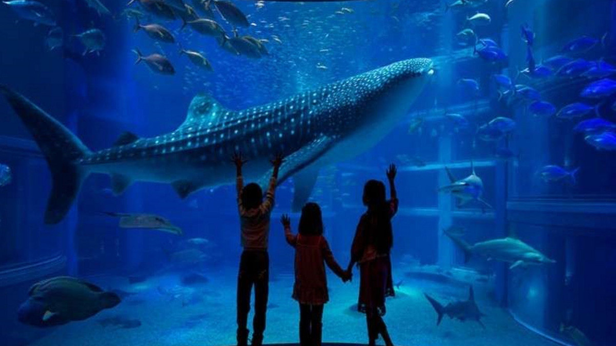 【大阪・天保山】大阪にある世界最大級の水族館「海遊館」。当館より電車で40分。