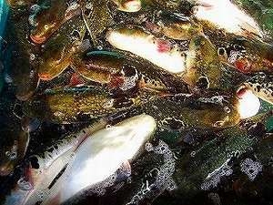 天然とらふぐ三重ブランドあのりふぐお値打ちプラン