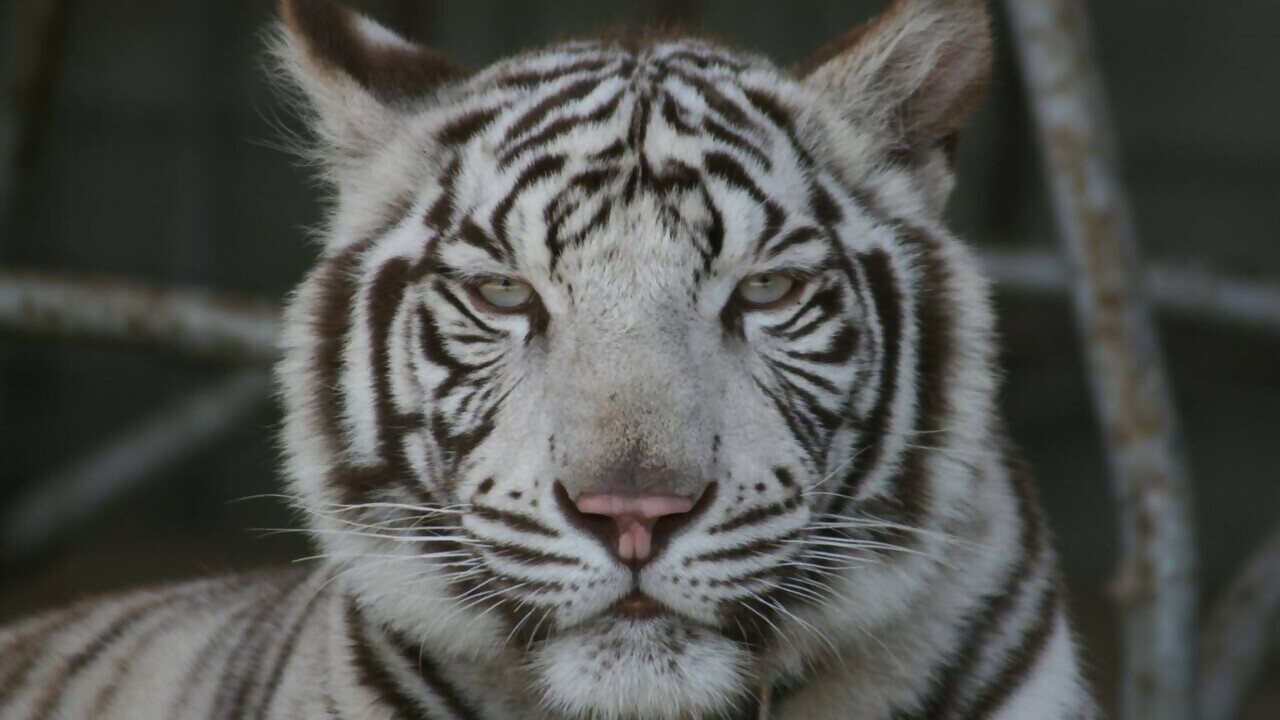 しろとり動物園　ホワイトタイガー