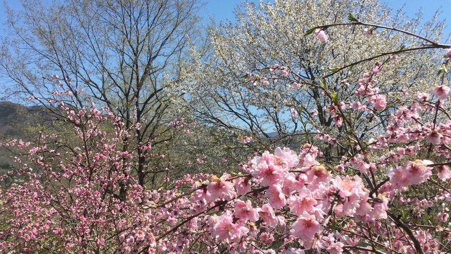 *花暦／花桃（4月下旬頃）