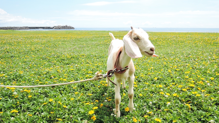 *ホテルではヤギを飼っています♪