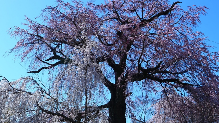■円山公園■「祇園しだれ桜」は円山公園のシンボルとなっています。