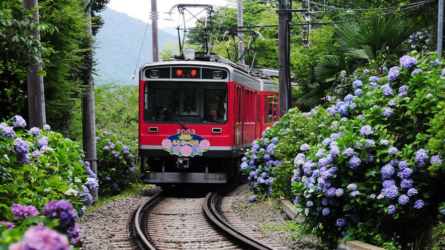 【箱根登山鉄道】沿線に咲き誇る紫陽花