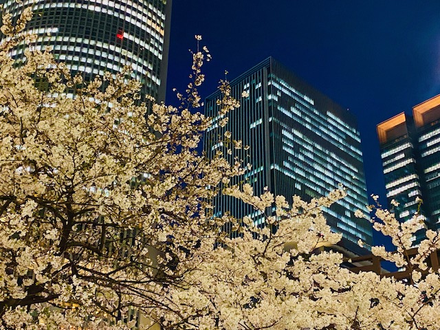 桜　外観　夜