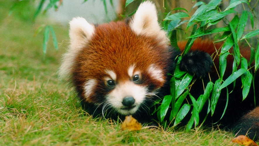 西山公園内「西山動物園」車で約２０分。レッサーパンダをはじめ可愛らしい動物に会えます！毎週月曜休園