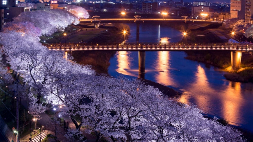 ライトアップされた足羽川の桜並木。夜桜はとても幻想的