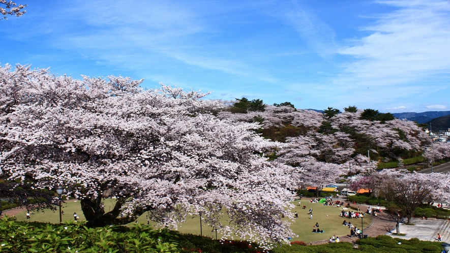春の西山公園桜を見に足を運んでください♪