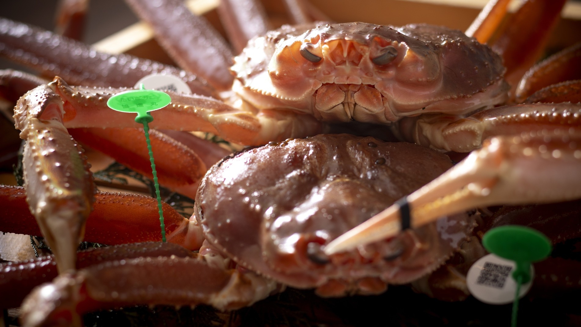 【究極の食べ比べ】冬の味覚の王様・美味しいのはどっち？「最高級・幻の間人ガニ」VS「極上の松葉ガニ」