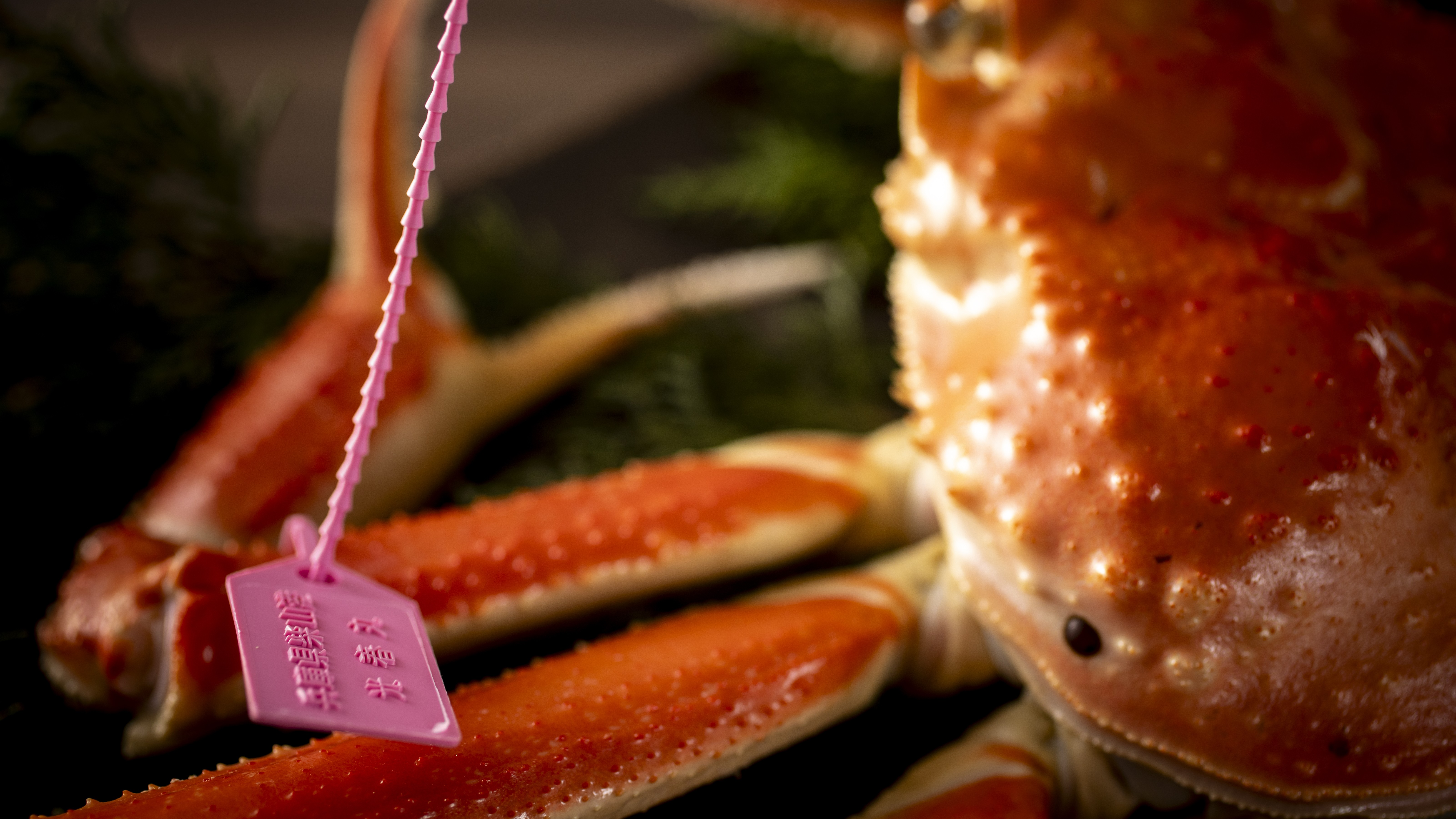 【冬・茹でガニ】冬の味覚の王様・松葉ガニを茹で上げ、素材本来の甘みと旨みを引き出した、冬の贅沢を。