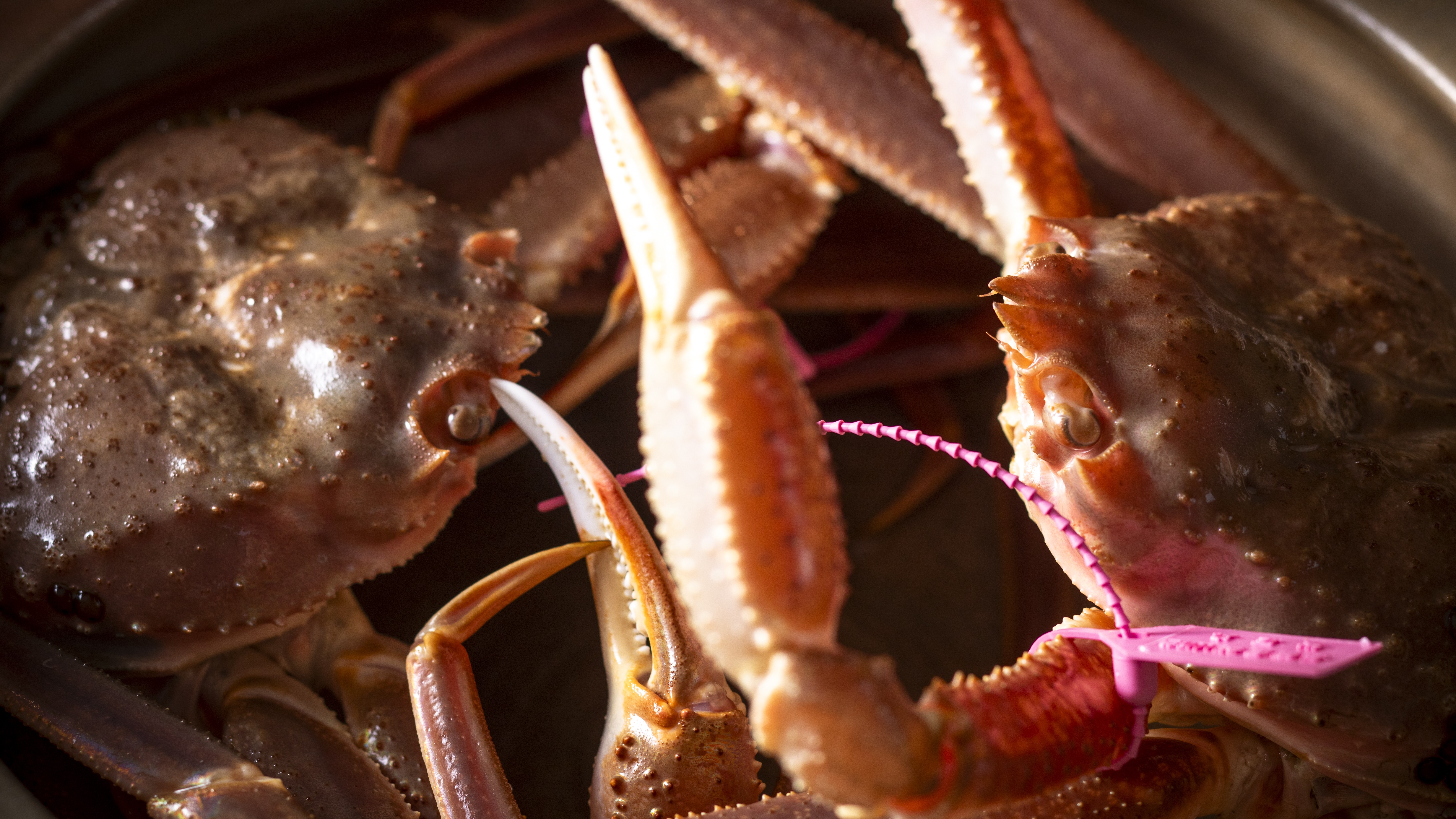 【冬・活ガニ蒸し焼き】活きたカニを目の前で蒸し上げる＜活ガニ蒸し焼き＞は、 蒸すことで旨味を凝縮！