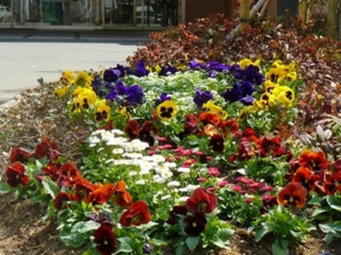 エントランスの花壇１　春の花