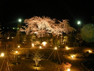 夜景　桜の古木