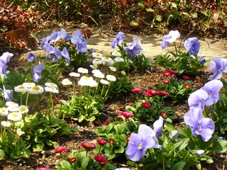 エントランスの花壇２　春の花