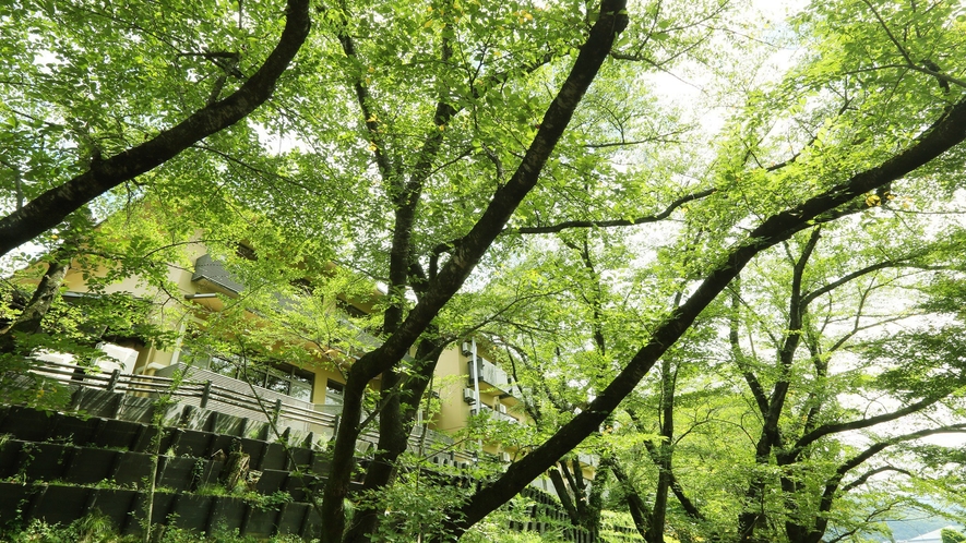 【樹齢約50年の桜の木】森の音にくるまで小道は桜の木が寄り添い、まるで自然のトンネルのような小道です