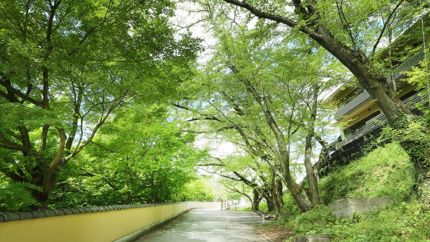 【樹齢約50年の桜の木】森の音にくるまで小道は桜の木が寄り添い、まるで自然のトンネルのような小道です