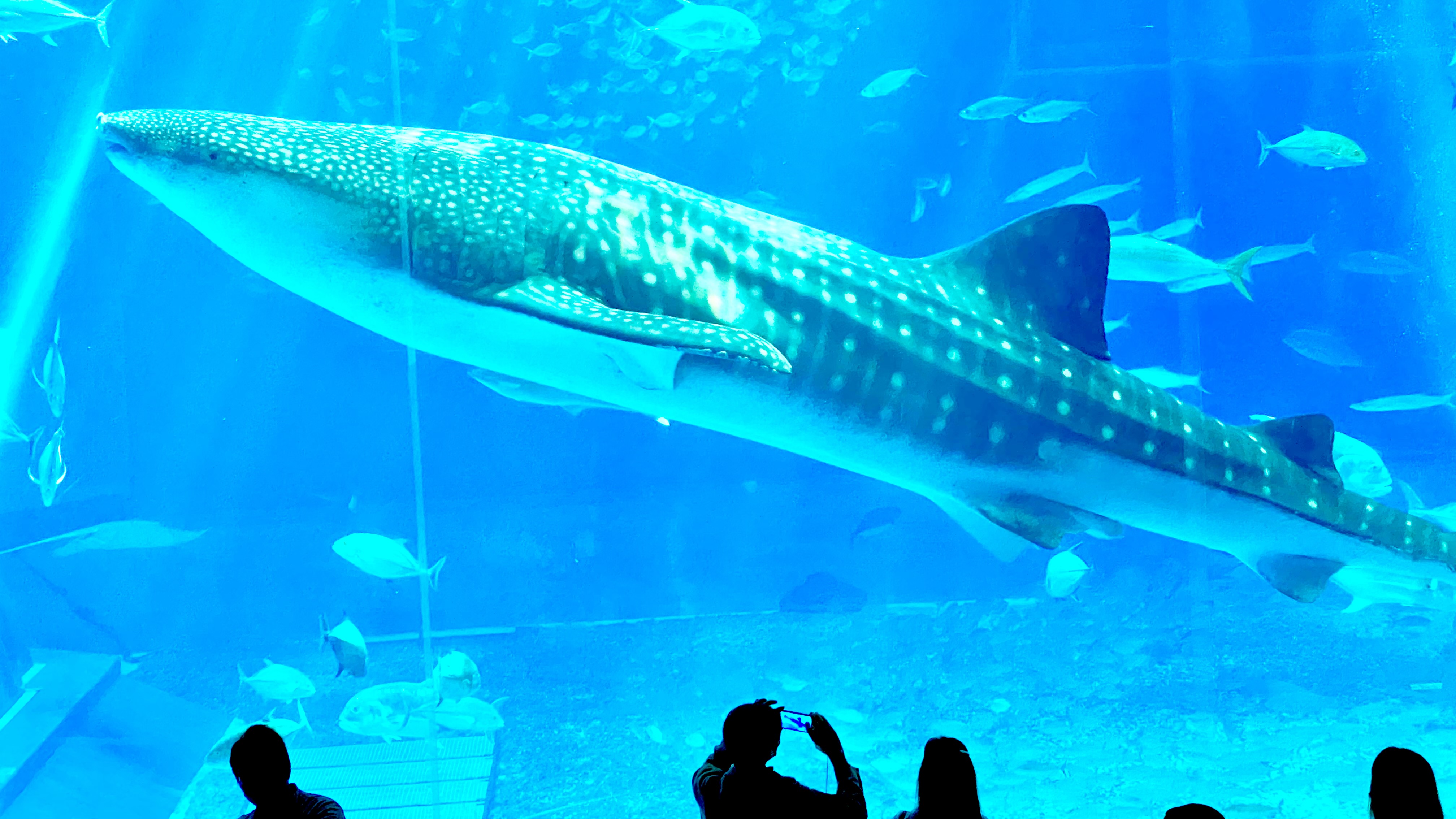 当宿からは車で１５分の、美ら海水族館　