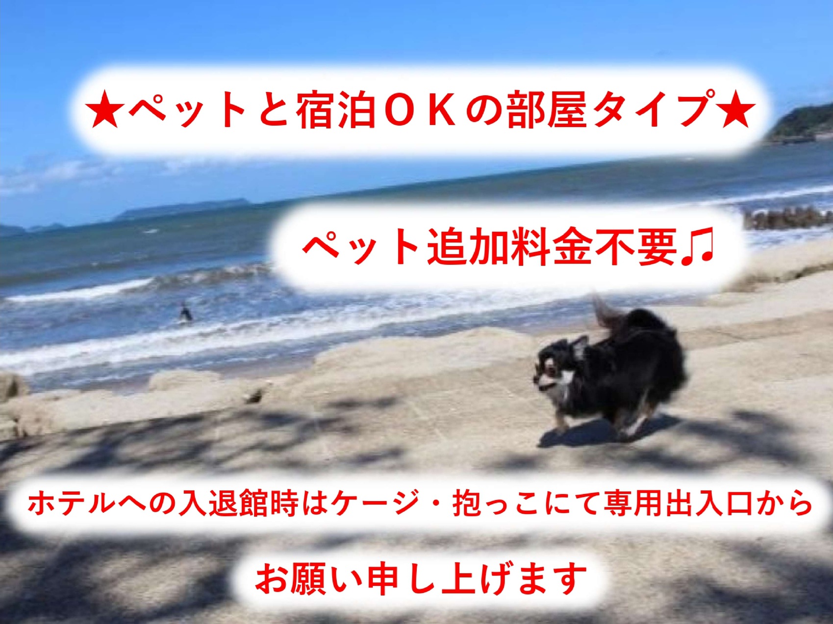 喫煙　ペット可　ダブル　素泊まり