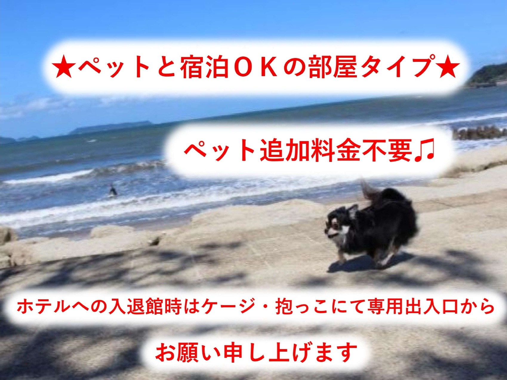 喫煙　ペット可　ダブル　素泊まり