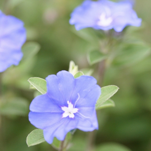 リゾートを彩る花々