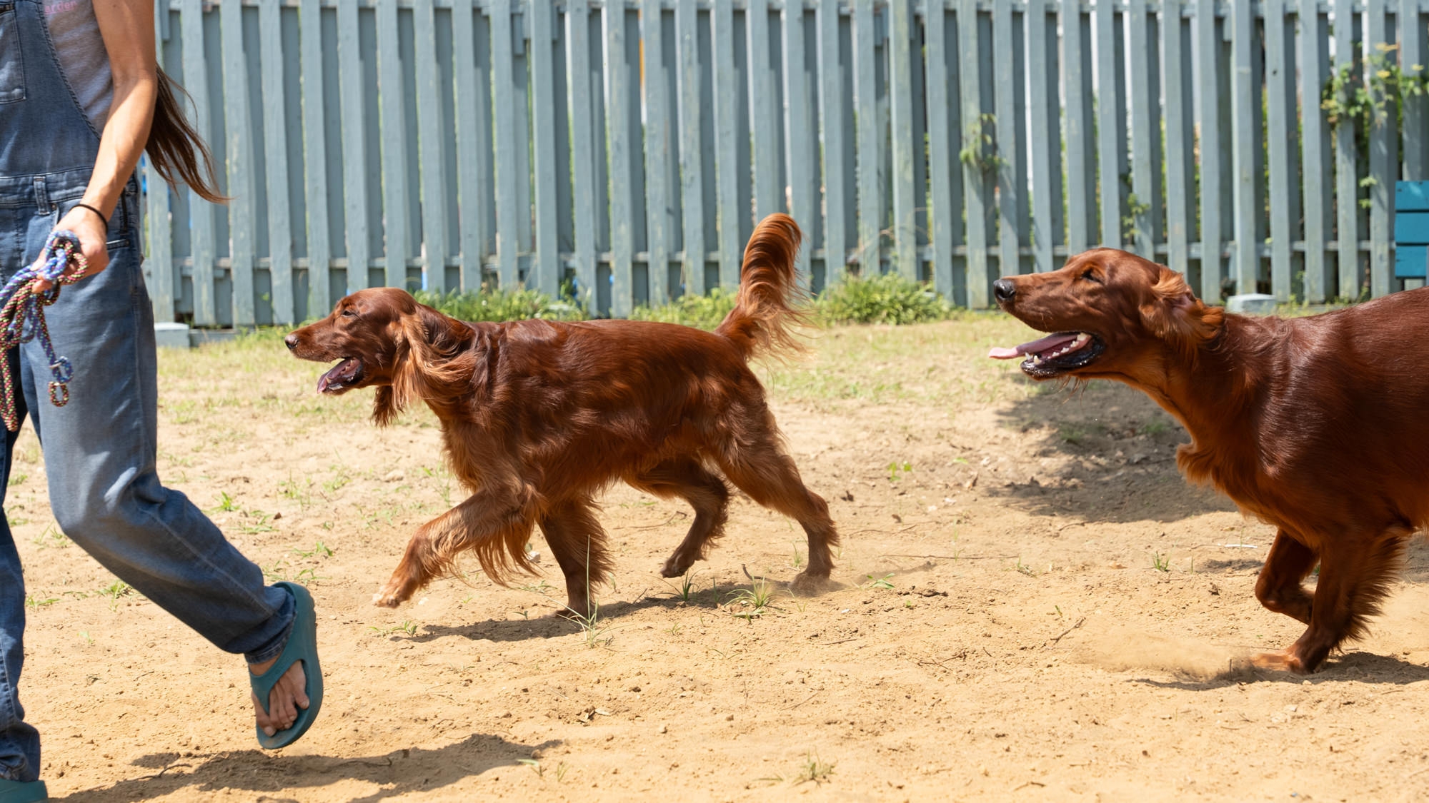 ＜素泊＞ペットOK! 一棟貸コテージは全棟庭＆BBQ設備付き♪