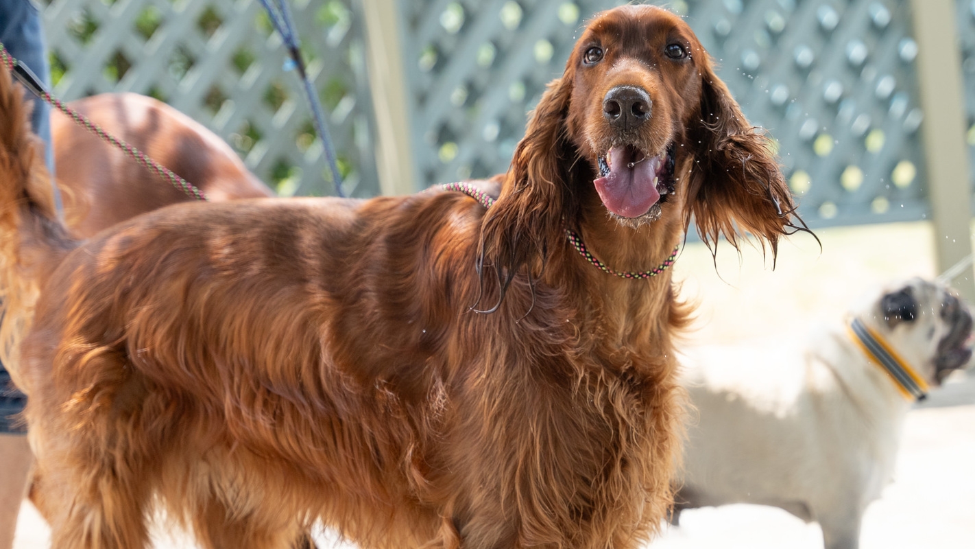 ＜BBQ付＞ペットOK! 友人や家族とバーベキューで楽しい時間を