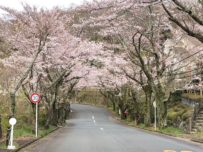目の前の桜トンネル