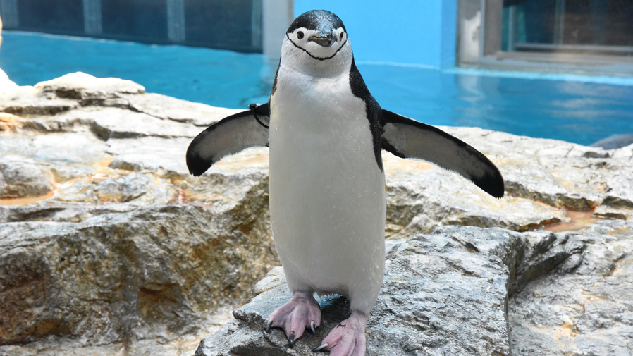 【世界のペンギン大集合！】長崎ペンギン水族館入場チケット付きプラン≪朝食付き≫