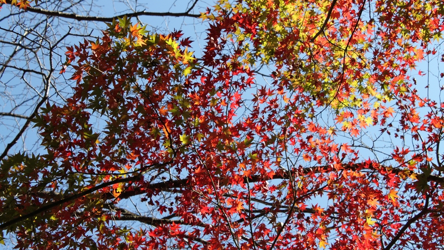 *【周辺】秋には紅葉が楽しめて、あたりは秋色に染まります♪