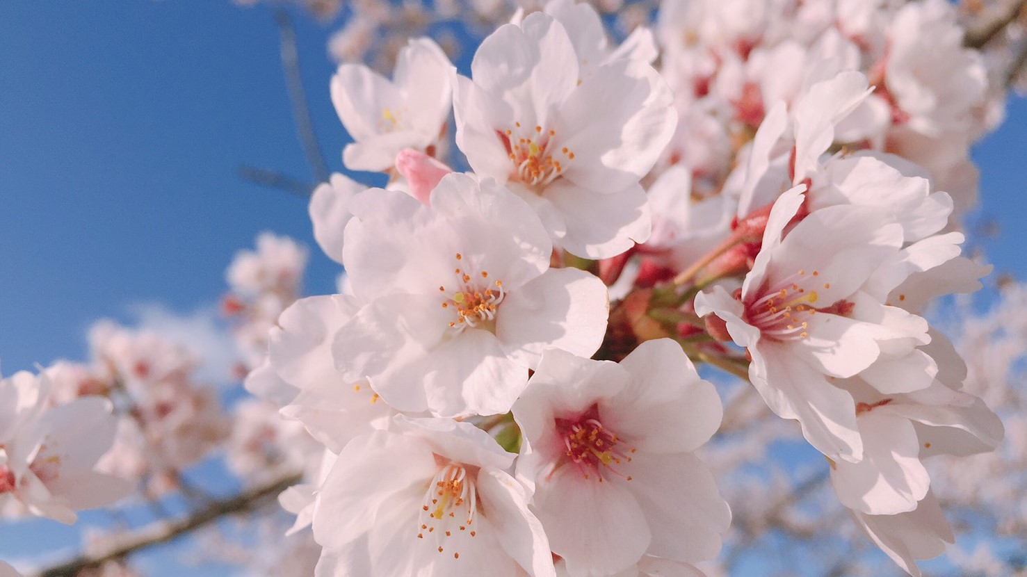 ４月5日　桜まつり★がんばれ♪さくらロードレース！めざせ完走★1日限定　朝食付♪