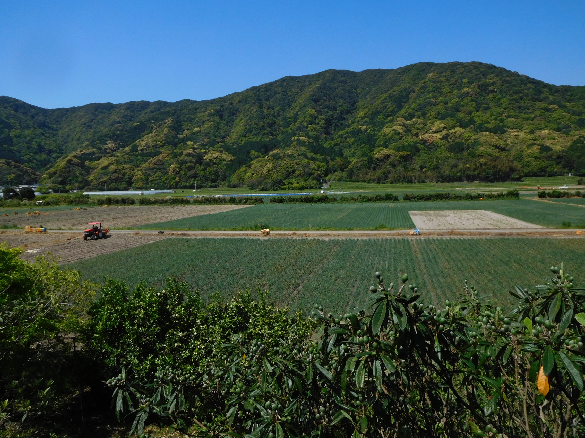 和室からの景色