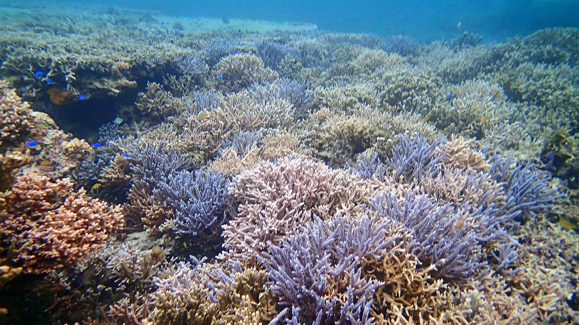 ・【周辺スポット】繊細に広がる枝サンゴ、石垣島の海が育む自然の芸術