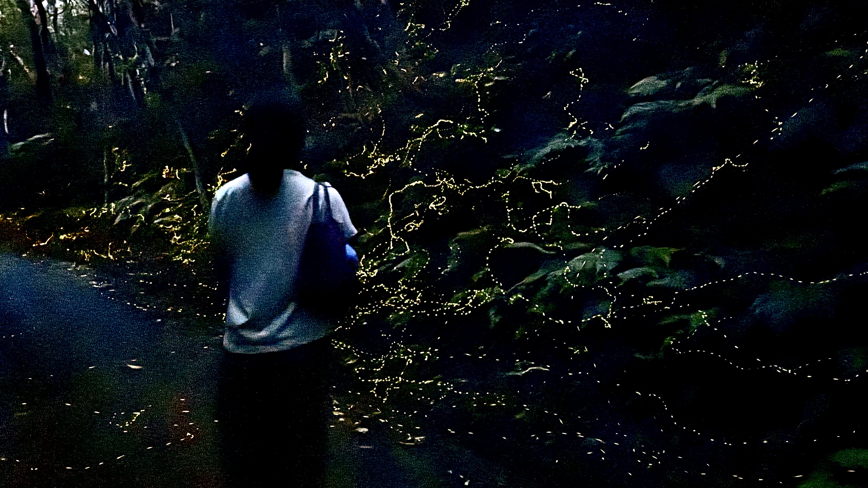 ホタルツアー①