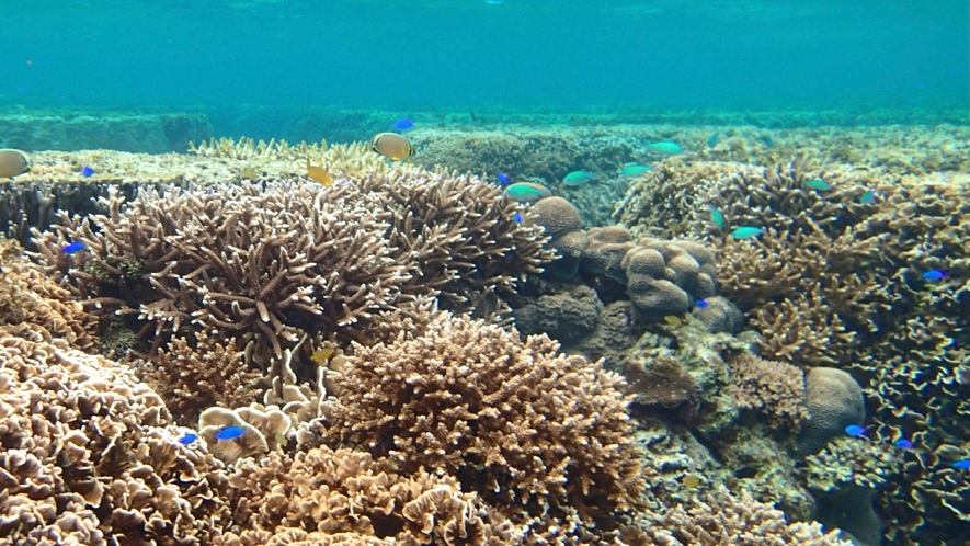 当館前の海　ハマサンゴや青サンゴの群生