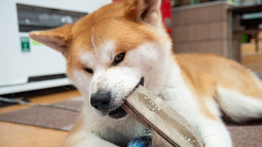 *スリッパを気に入って離さない大雅くん。