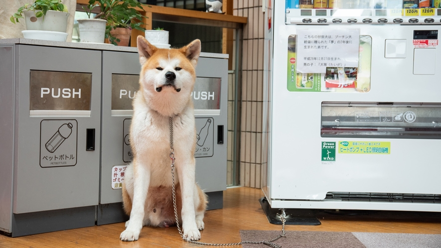 *秋田犬の大雅くんは、人懐っこくてとてもおりこうさんです！