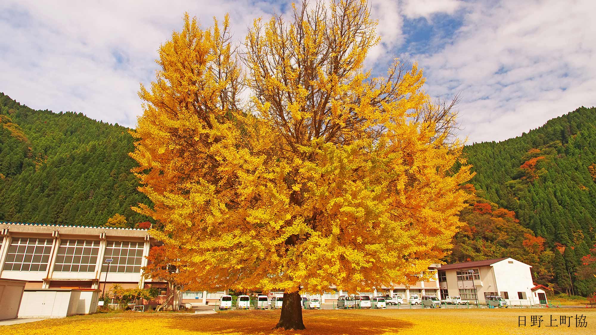 【旧日野上小学校】秋になるのが待ち遠しいほどの見事に黄色く色どりの大イチョウ