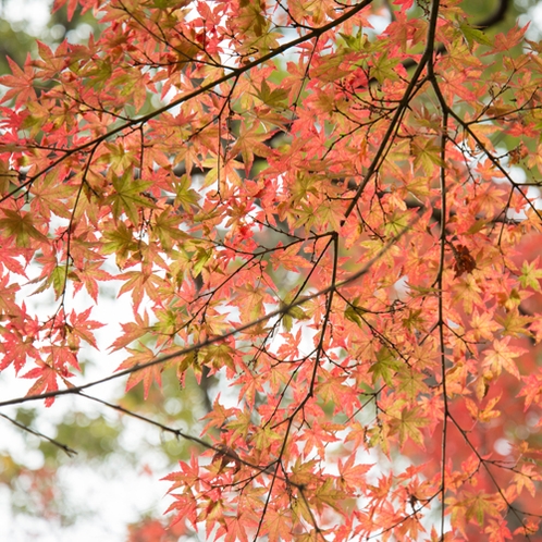*［紅葉イメージ］仙石原周辺の紅葉見頃は、10月下旬～11月上旬です。