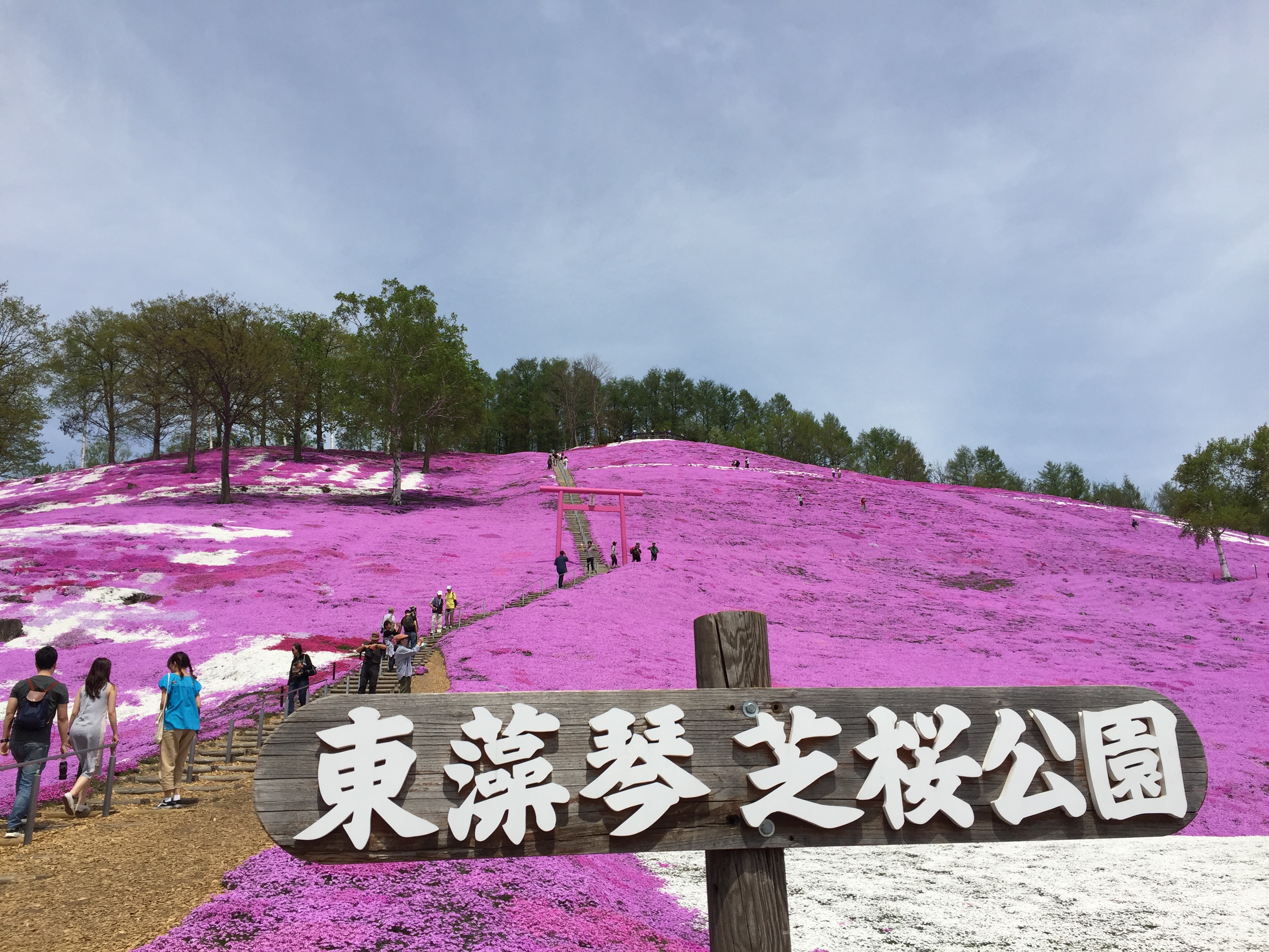 東藻琴芝桜公園